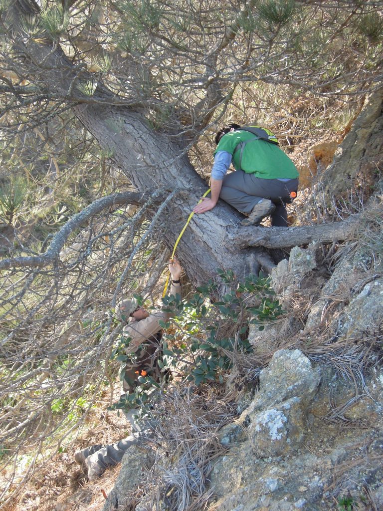 Measuring the DBH of a Torrey pine that is at least 80 years old near on the summits on Santa Rosa Island, CA.